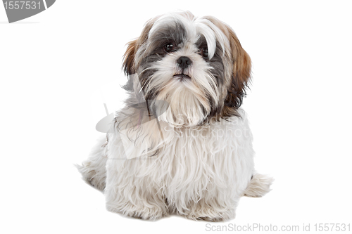 Image of Shih tzu