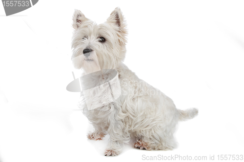 Image of West Highland White Terrier