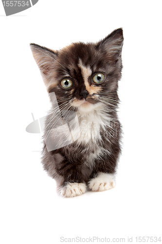 Image of little kitten isolated on white