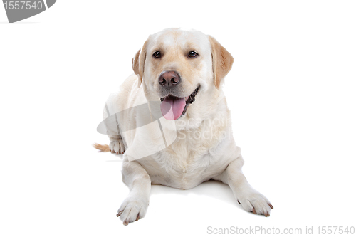 Image of labrador retriever