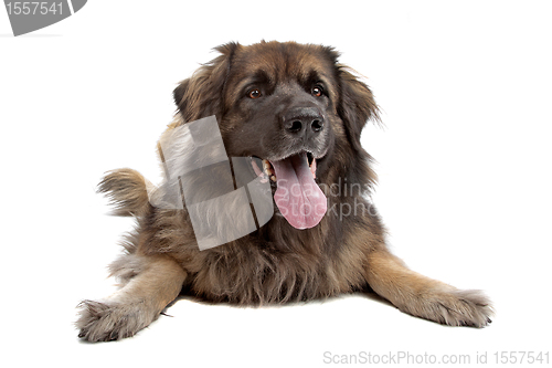 Image of Leonberger isolated on white