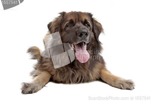 Image of Leonberger isolated on white