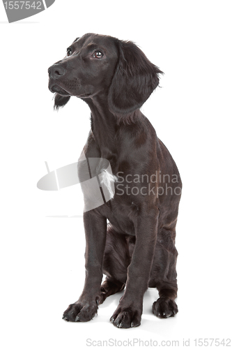 Image of mix breed dog cocker spaniel/flat coated spaniel