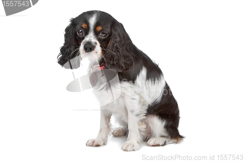 Image of Cavalier King Charles Spaniel
