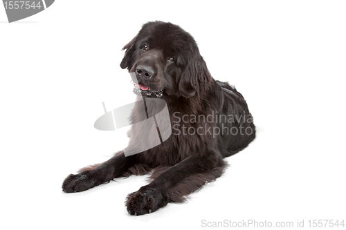 Image of Newfoundland dog