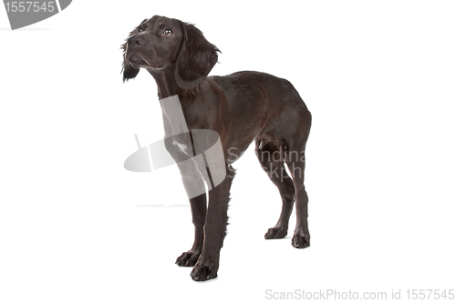 Image of mix breed dog cocker spaniel/flat coated spaniel