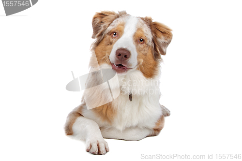 Image of Australian Shepherd isolated on white