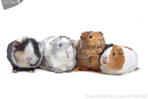 Image of four Guinea pigs in a row