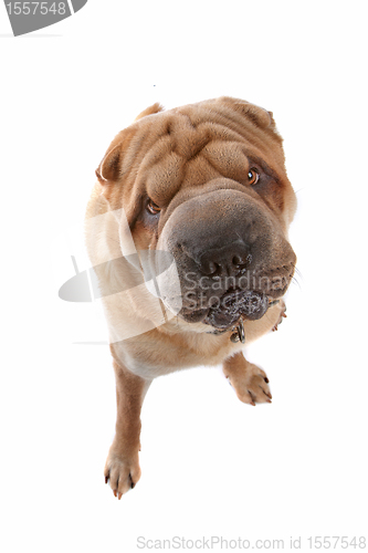 Image of Chinese Shar-Pei dog