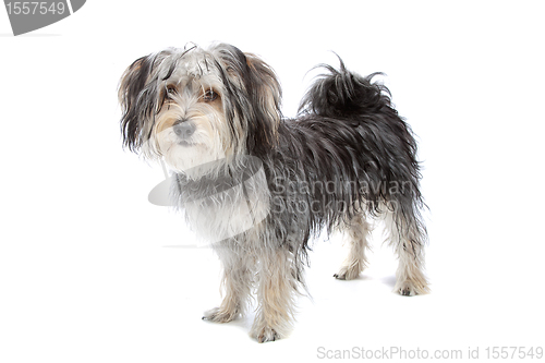 Image of mixed breed maltese dog/yorkshire terrier