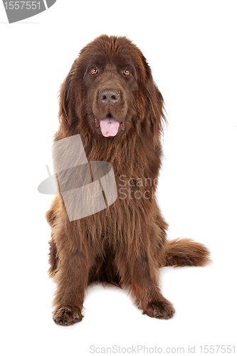 Image of Brown Newfoundland dog