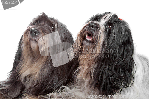 Image of two Tibetan Terrier dogs