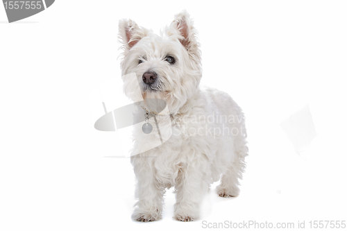 Image of West Highland White Terrier