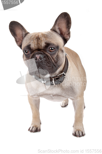 Image of French Bulldog isolated on white