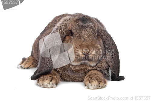 Image of domestic rabbit