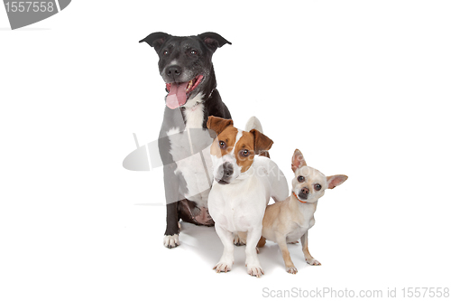 Image of small group of dogs