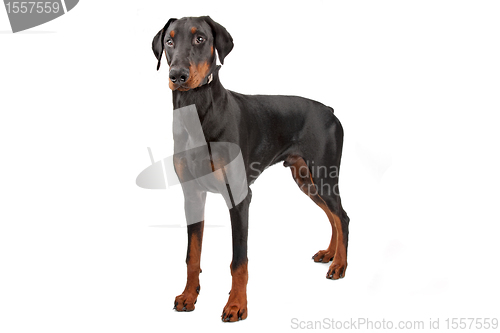 Image of Doberman Pinscher