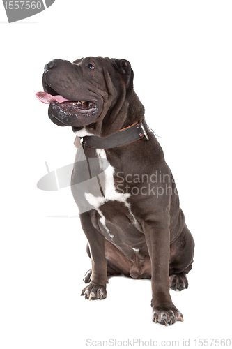 Image of Chinese Shar-Pei dog