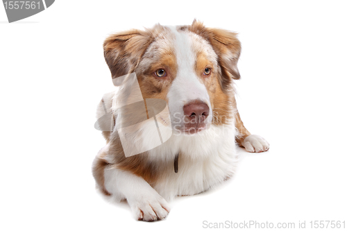 Image of Australian Shepherd isolated on white