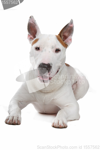 Image of bull terrier