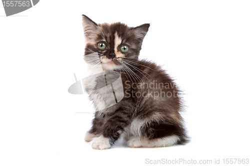 Image of little kitten isolated on white