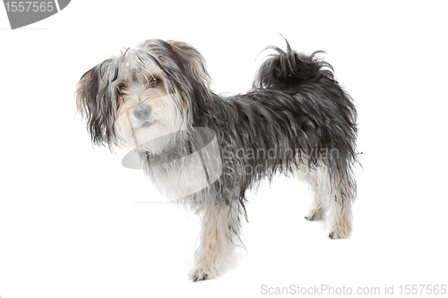 Image of mixed breed maltese dog/yorkshire terrier