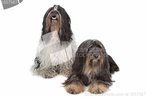 Image of two Tibetan Terrier dogs