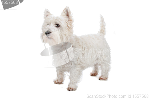 Image of West Highland White Terrier