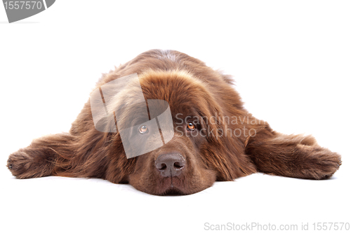 Image of Brown Newfoundland dog