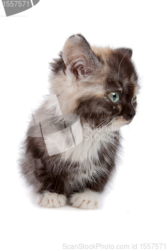 Image of little kitten isolated on white
