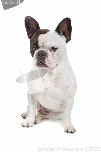 Image of French Bulldog isolated on white