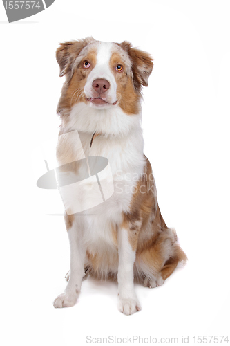 Image of Australian Shepherd isolated on white