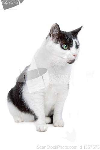Image of european short haired cat