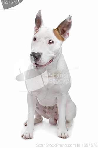 Image of bull terrier
