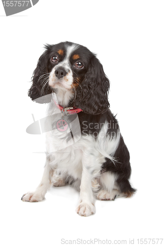 Image of Cavalier King Charles Spaniel