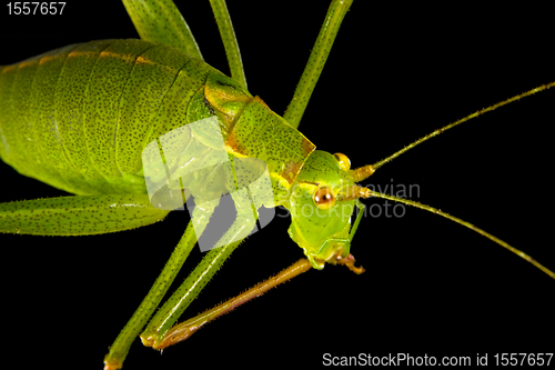 Image of Grasshopper 2