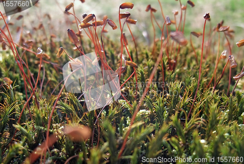 Image of moss sporangiums closeup