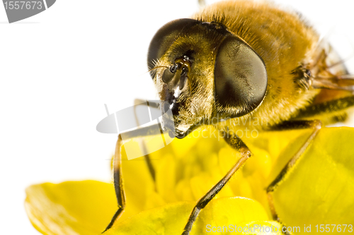 Image of bee on yellow flower in extreme close up