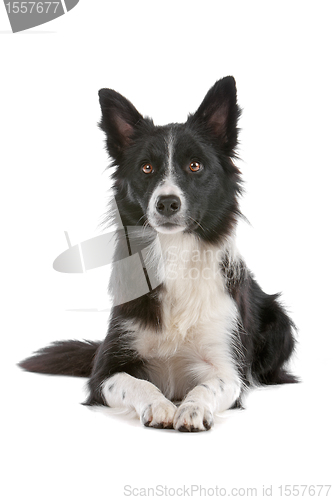 Image of border collie sheepdog