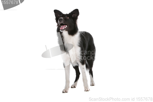 Image of border collie sheepdog