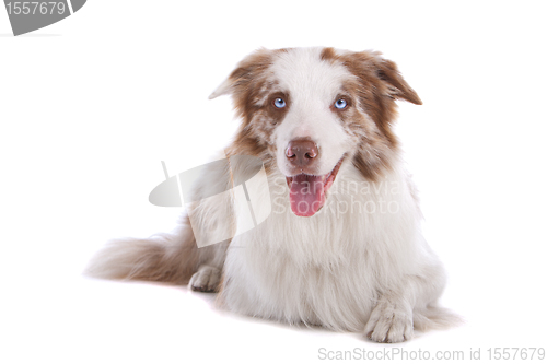 Image of border collie sheepdog