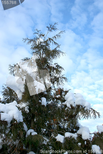 Image of Wintertime