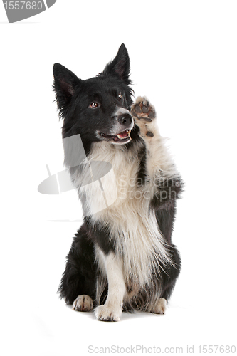 Image of border collie sheepdog