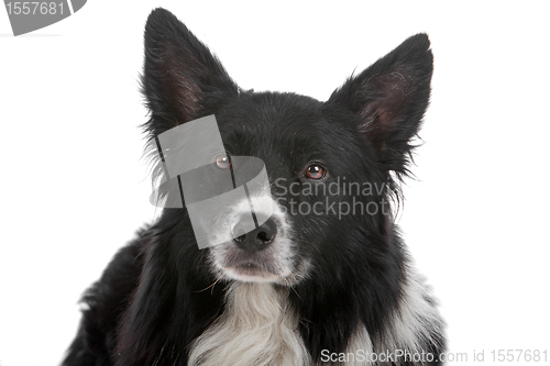 Image of border collie sheepdog