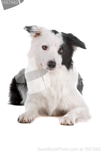 Image of border collie sheepdog