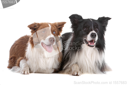 Image of two border collie sheepdogs