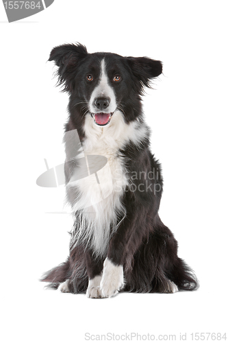 Image of border collie sheepdog