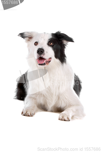 Image of border collie sheepdog