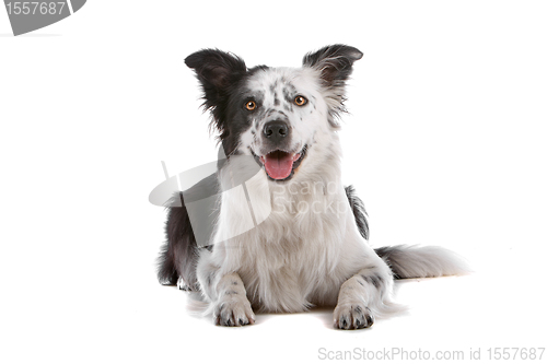 Image of border collie sheepdog