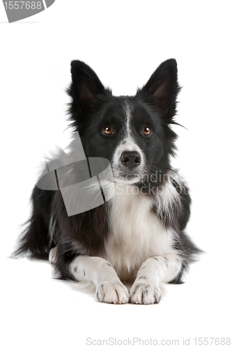 Image of border collie sheepdog